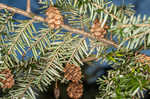 Eastern hemlock